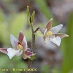 Epipactis palustris Flor