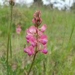 Onobrychis arenaria Kukka