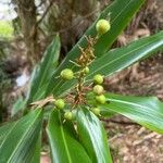 Alpinia caeruleaFruit