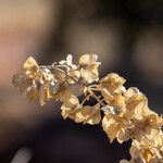 Atriplex canescens Flors