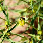 Euphorbia calyptrata Fruto