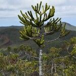 Araucaria muelleri Агульны выгляд