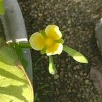 Limnocharis flava Λουλούδι