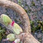 Corylus avellana ᱵᱟᱦᱟ