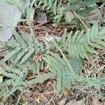 Pteris longifolia Leaf