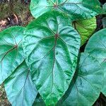 Begonia handelii Folha