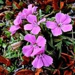 Dianthus glacialis Kwiat