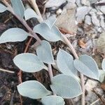 Mertensia maritima Leaf