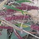 Pennisetum pedicellatum Flower