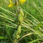 Crotalaria pycnostachya Fruit