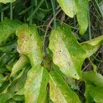 Dolichandra quadrivalvis Leaf