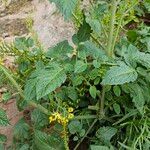 Solanum pimpinellifoliumFlor