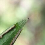 Pteris hamulosa Leaf