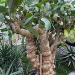 Cyphostemma juttae Corteza
