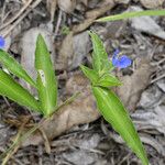 Commelina ensifolia 整株植物