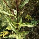 Senecio ovatus Blatt