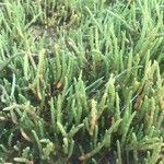 Salicornia europaea Blatt