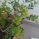 Syzygium paniculatum Листок