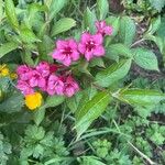 Weigela florida Leaf