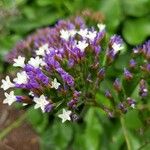 Limonium arboreum Kwiat