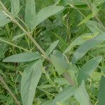 Desmodium canadense Yaprak