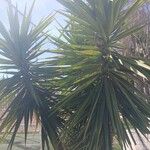 Yucca aloifolia Folha