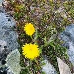 Hieracium villosum Blüte