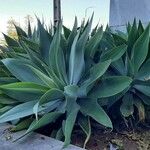 Agave attenuata পাতা