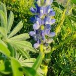 Lupinus angustifoliusफूल