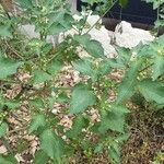 Solanum nigrum Habitus