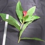 Costus laevis Drugo