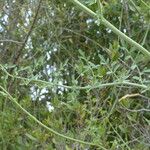 Ruta angustifolia Muu