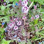 Thymus serpyllum Buveinė