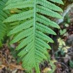 Polypodium californicum Hoja