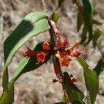 Woodfordia fruticosa Цвят