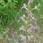 Himantoglossum adriaticum Flower