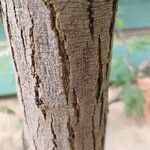 Vachellia nilotica Bark