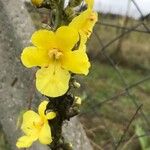 Verbascum phlomoidesപുഷ്പം