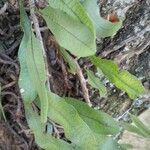 Microgramma squamulosa Leaf