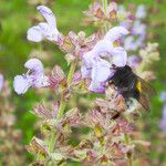 Salvia candelabrum Flor