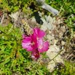 Sidalcea oregana 花