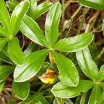 Alchemilla saxatilis Hoja