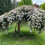 Clematis montana Flor