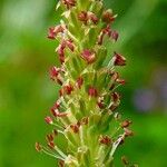 Plantago major Цвят