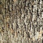 Tilia mongolica Bark