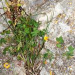 Lotus edulis Hostoa