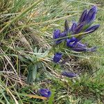 Gentiana pneumonanthe Alkat (teljes növény)