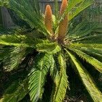 Cycas revolutaبرگ