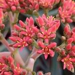 Crassula perfoliata Flor