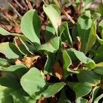 Limonium biflorum Leaf